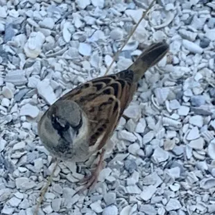 Our dinner companion for the evening