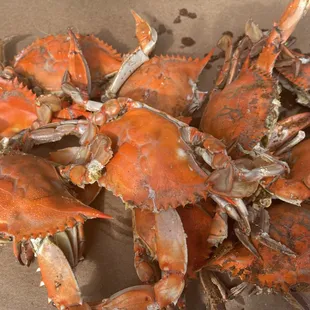 Extra Large Crabs