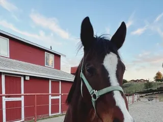 Rocking Z Stables