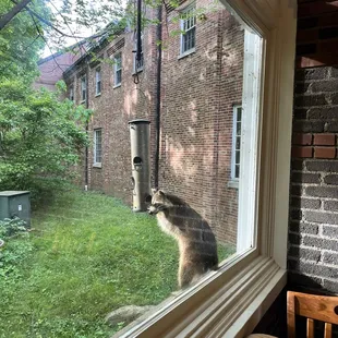 Visitor to the feeders in the restaurant