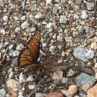 I saw this beautiful butterfly during an early morning walk.
