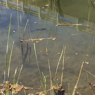 Lots of baby smallmouth bass.