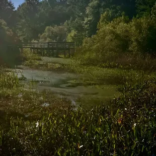 The board walk that leads to the left