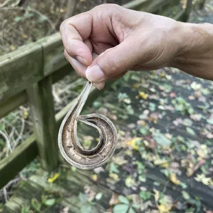Fiddler fern from the sub tropics? So way out from its home