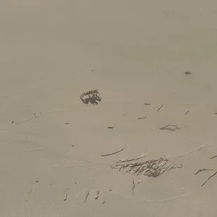 Sand crab