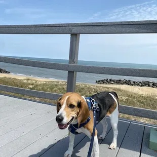 Raskal smiling and enjoying the sea breeze from the lookout