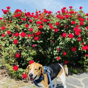 Dog smiling because of beautiful flowers