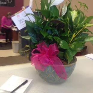 congratulations plant