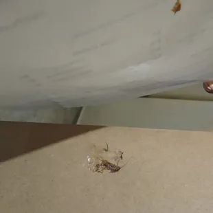 A roach that was killed with the menu as it was running across the table