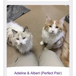 Female 3 on the left and male 10 months on the right. They said he was 5 when I specified all the ages.