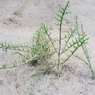 In the new cactus garden