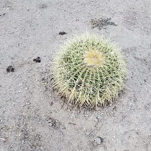 In the new cactus garden