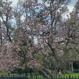 Beautiful blossoming trees