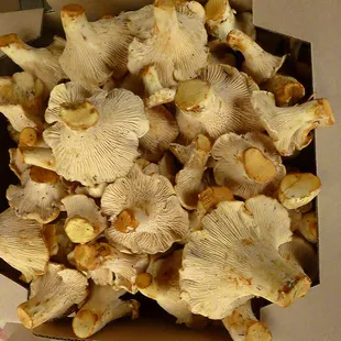 white chanterelles