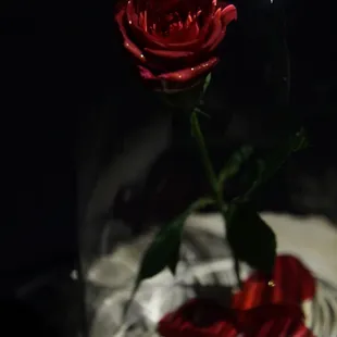 A Single Red Rose