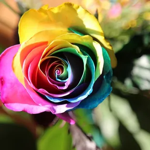 Rainbow Dyed Roses