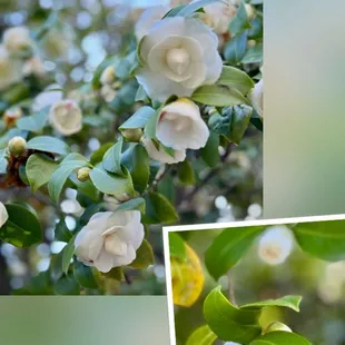 03.01.25 The Pioneer Camellia Grove between 11th and 12th streets