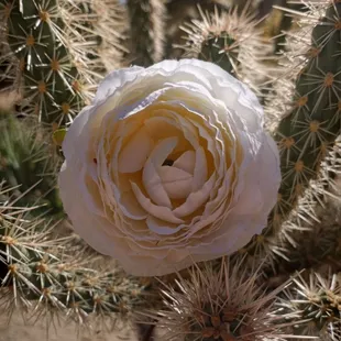 Cactus bloom! (Didn&apos;t realize the flower was fake till I zoomed in on the pic lmao)