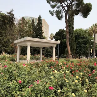 Rose garden. 8/2021