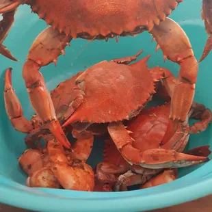 Mix of large and medium females....$20 per dozen, you cant beat that!!