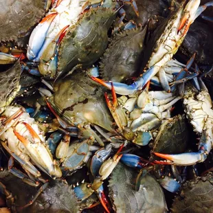 Live blue crabs!