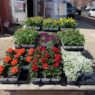 Love the flowers outside