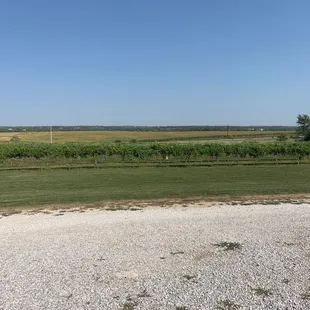 a view of the vineyard