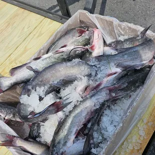 Locally sourced fish to ensure freshness and great taste!