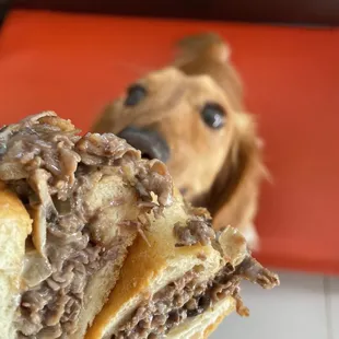 a close up of a dog's face