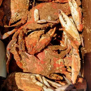 a box full of crabs