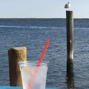 a plastic cup with a straw and a red straw and a seagull perched on a
