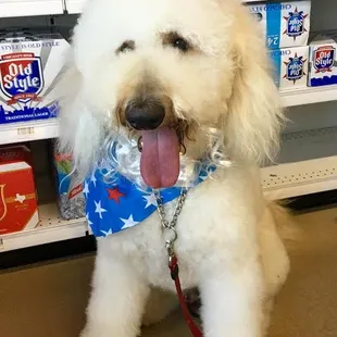 a poodle wearing a patriotic hat