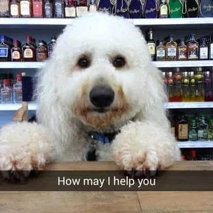 a white dog sitting at a bar