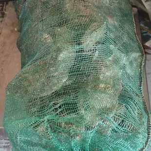 Fresh oyster  $45.00 a sack