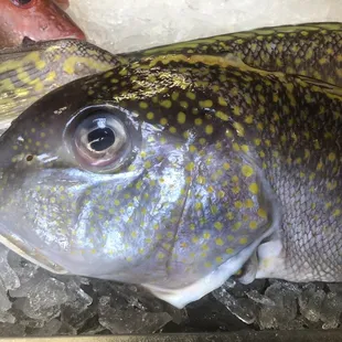 Fish