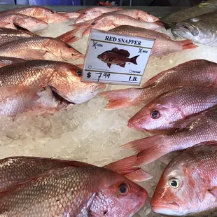 Snapper