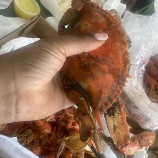 Jumbo crab