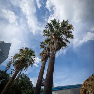 Great palms outside