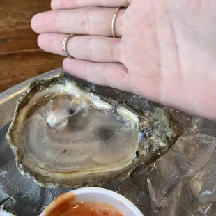 Raw Gulf Oysters