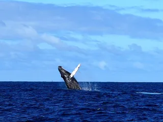 Hawaii Ocean Charters