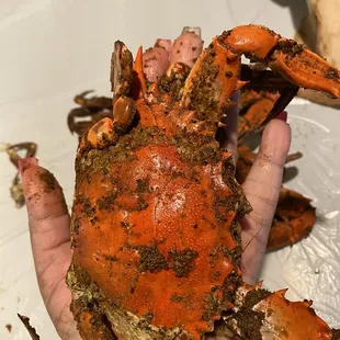 Large crab fits in the palm of my small hand for $100