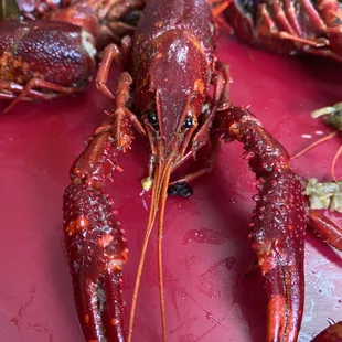 Crawfish