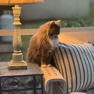 Our cat, Charlotte.  She doesn&apos;t eat barbecue, but she&apos;ll take a whiff of it.