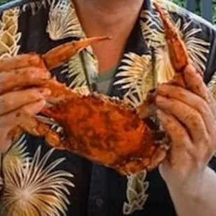 This is a large crab.  Wonderful!