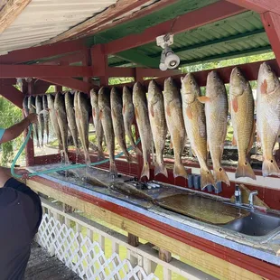 This was our catch of over 70lbs of Red Drum filet.