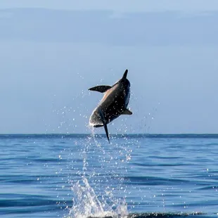Dolphin sightings off of the boat in Waikiki