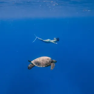 Green sea turtle spotted while snorkeling in Waikiki,a must see for anyone looking for the best fun activities and things to do in Hawaii!