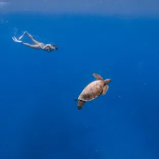 Turtle canyon snorkeling in Waikiki is the best experiences