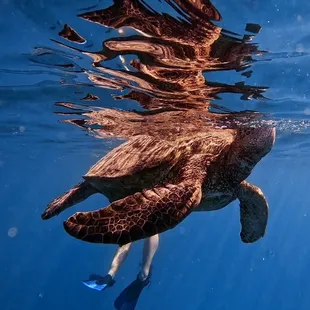 Sea turtle from Snorkeling Turtle Canyon in Waikiki with Captain Max Boat Tours
