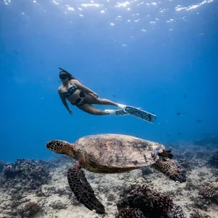 Turtle Canyon Snorkel Semi-Private Boat Tour with Captain Max Boat Tours in Honolulu, Hawaii